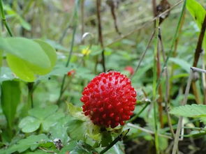 常见药用植物介绍