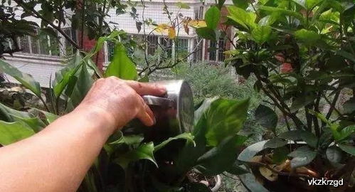 适合北方阳台种植的植物