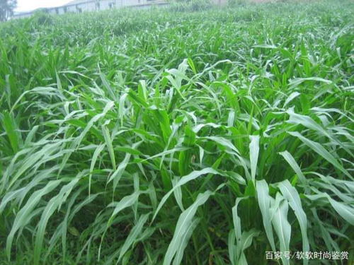 揭秘南方速生草秘籍