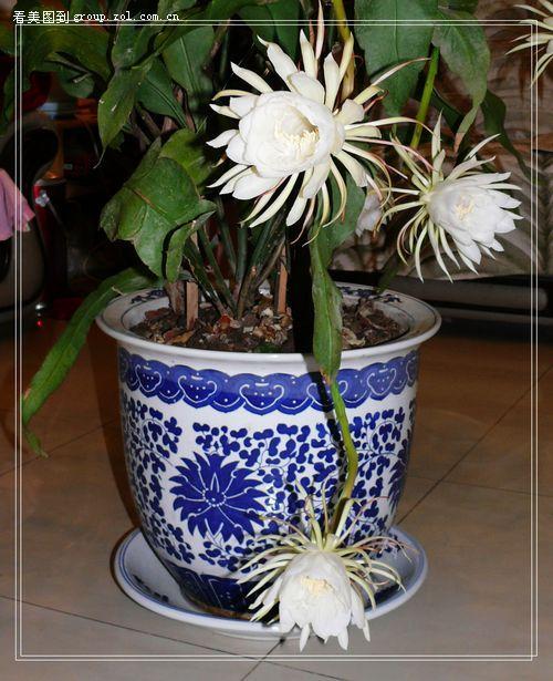 昙花长得太高了是施了什么魔法吗