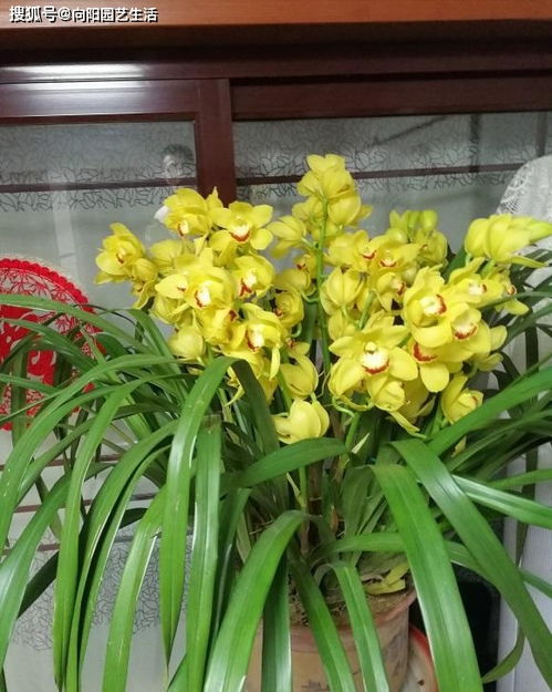 大花蕙兰：春意盎然的优雅使者