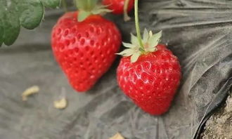 草莓，红红的仙果，为什么这么脆弱？