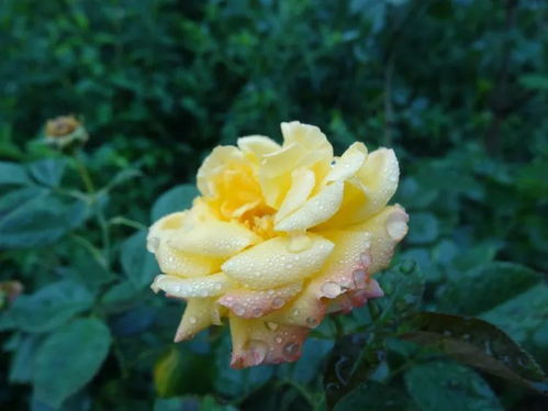 月季叶子掉光成光杆，原来是这些原因在作怪！