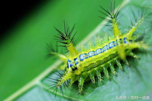菜豆树浇水频率和具体浇水方法是怎样的