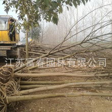 杨树木材的价格行情