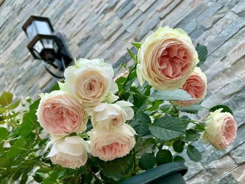 再说说灌木月季