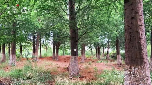 树木面临的挑战