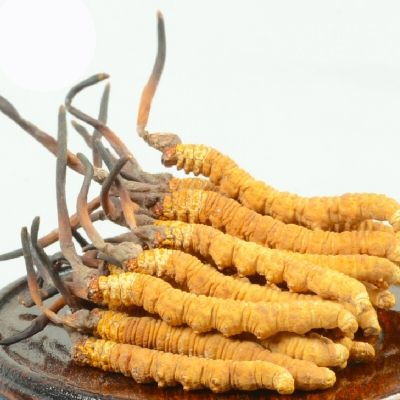 冬虫夏草功效显著？它的神奇作用你了解多少