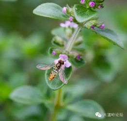 自制驱虫剂， 简单又实用