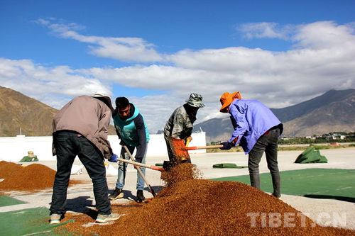 气候条件， 松树的温柔乡