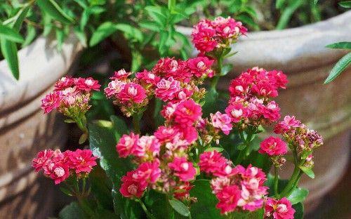 抖音上热门， 爱好者的分享