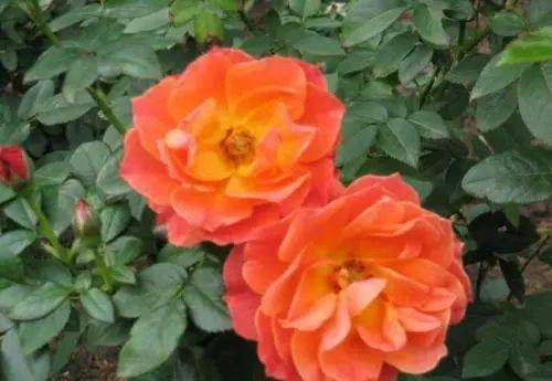 红从容月季的花期揭秘