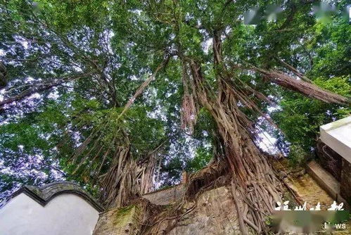 形态修剪， 保持榕树一定形状