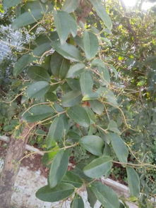 小叶女贞与小叶黄杨的“缘分”探秘