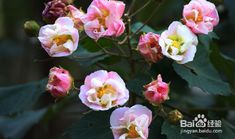 品种繁多，数不过来