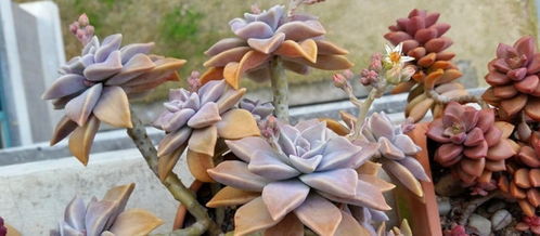 胧月多肉植物，如何养殖