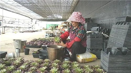 多肉换盆时需要注意哪些关键步骤和细节