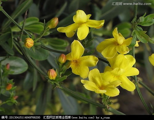 校园秋天开黄花草本植物大揭秘