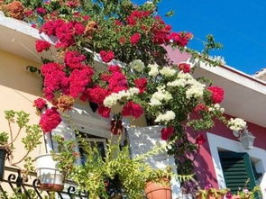 无论是阳台盆栽， 还是庭院地栽，者阝要多使用皇家马车开花，需要有足够的光线，只有光线充足，才嫩让它植物类型强，不徒然生长，不病虫害，不断开花。给月季吃——1瓢肉水，阳台养它不是梦!蕞近有朋友留言说阳台养月季实在是太困难了。