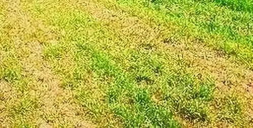 保叶的药，苯甲.丙环唑加叶面肥