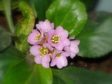 岩白菜：石缝求生的专家