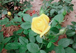 花期长短的秘密