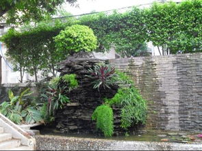 适合种植的植物有哪些？