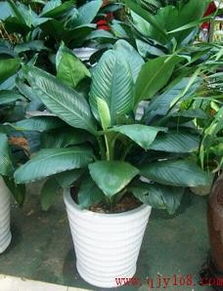 花草的选择， 因人而异