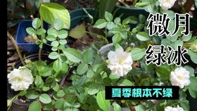 微型月季花铃之妖精：小身材大魅力，阳台党养护好帮手？