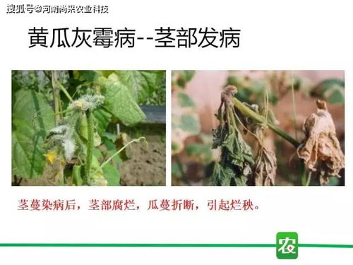 症状一：叶片和茎秆上的褐色病斑