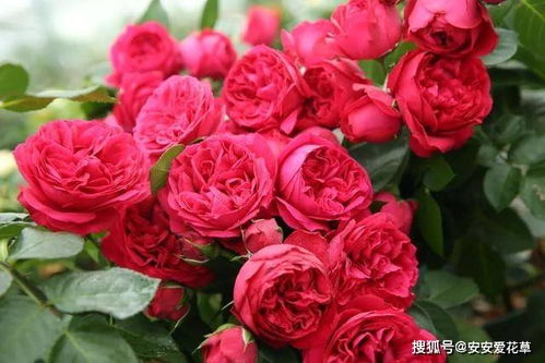 种植心得：用心呵护，收获满满