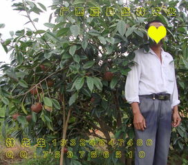 探秘广西红花山茶油——寻找正宗矮化茶树苗的联系方式