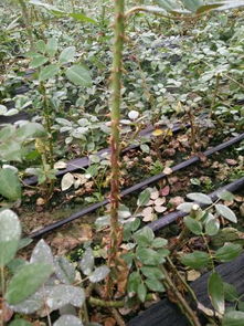 红玫瑰灰霉病农药配方探秘：灰霉与玫瑰比例之谜