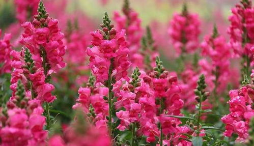 核心问题：山上种树会不会水土不服？