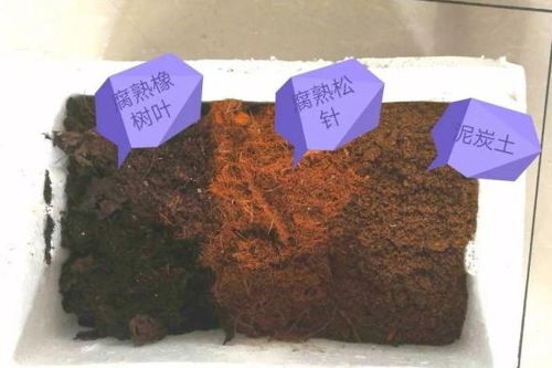 高锰酸钾和多菌灵泡根哪个更佳，泡完多菌灵的根如何正确处理？