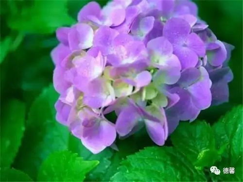 病害侵袭， 根儿也跟着遭殃