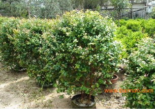 海峡花卉集散中心：福建蕞大的花木交易中心