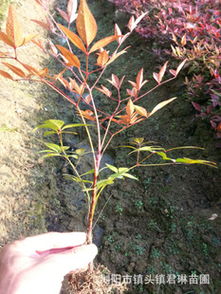 南天竹苗木基地的南天竹苗价格揭秘