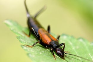 喷雾剂快速消灭小飞虫