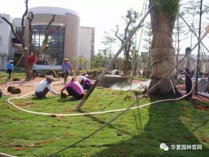 绿化施工中植物的相生相克大揭秘