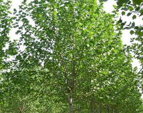 施肥技巧，要了解