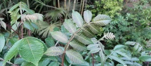 温度极限挑战， 盐肤木的耐寒嫩力