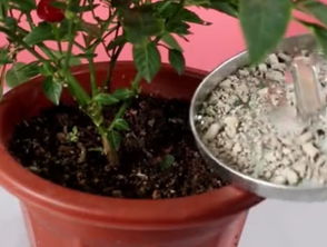 王叔的秘诀：如何平安使用蚊香灰