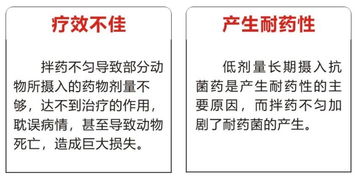 替米考星选对品牌，鸡呼吸道问题轻松解决
