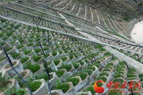 “1000万绿化项目利润多少？包工头透露惊人内幕