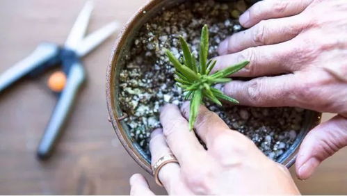 麻叶海棠翻盆大揭秘：跟我学，翻盆so easy！