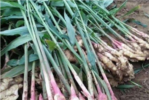 车前草种植要点：