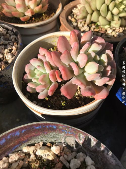 肉肉花长得不胖，营养吸收出了什么问题