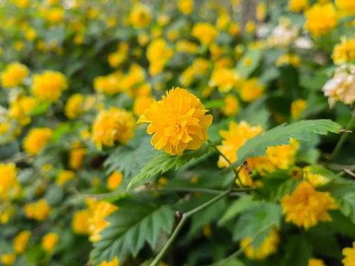 金鸡菊：小波斯菊， 花语温暖