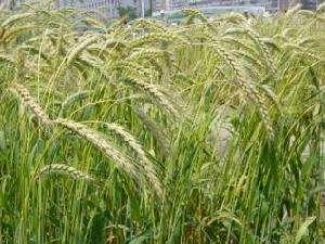 小黑麦与燕麦：适应性广